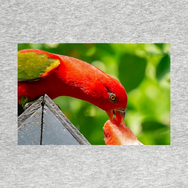 close up of a macaw by likbatonboot